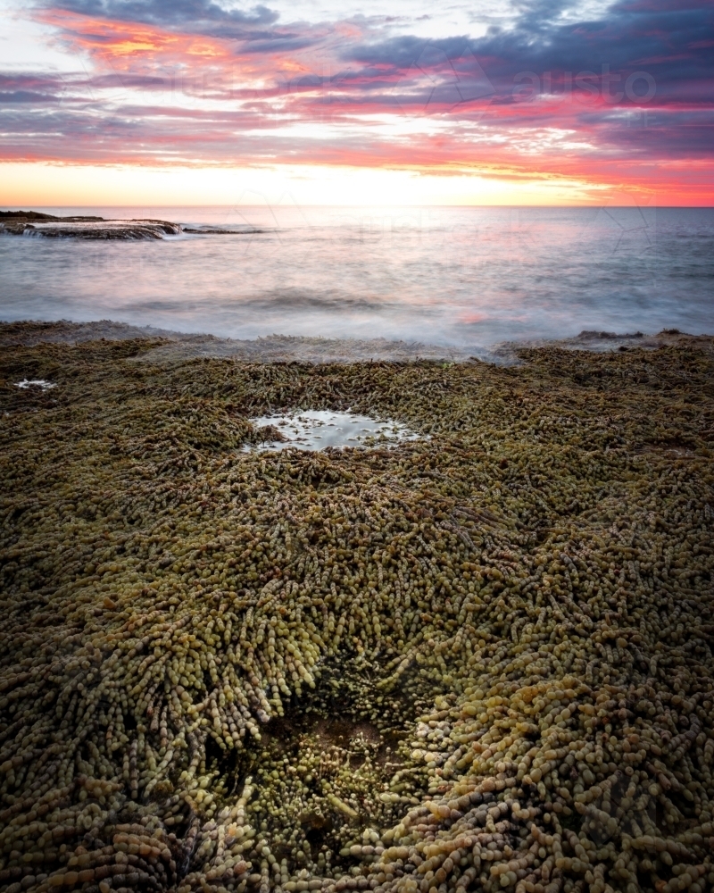 Great Ocean Road Seaweed Pools - Australian Stock Image