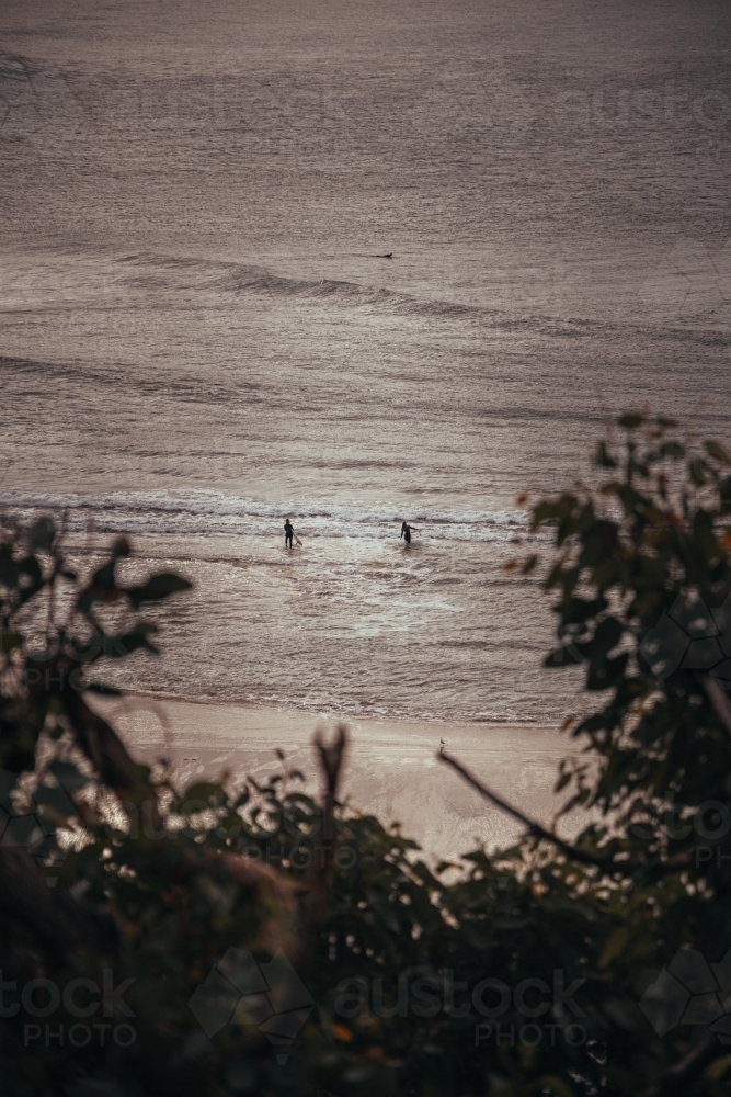 Great Ocean Road Surfers After Sunrise - Australian Stock Image