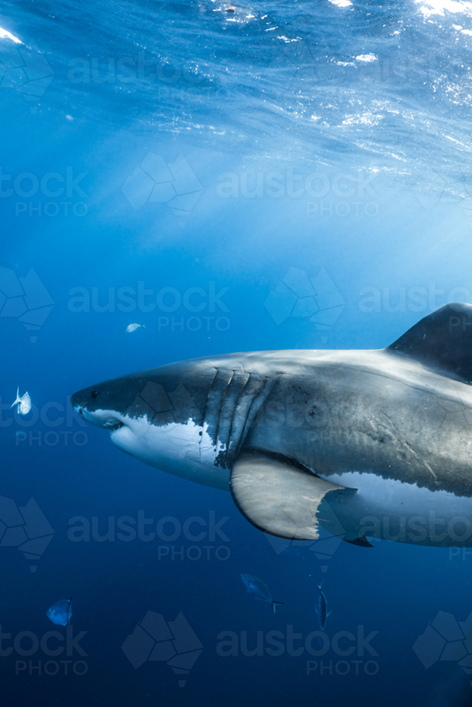 Great White Shark swimming underwater at the Neptune Islands in South Australia - Australian Stock Image