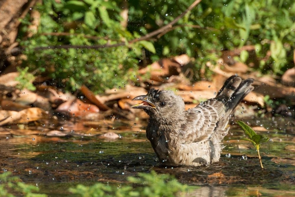 Greater Bowerbird enjoying a bath in a small soak or puddle of water - Australian Stock Image