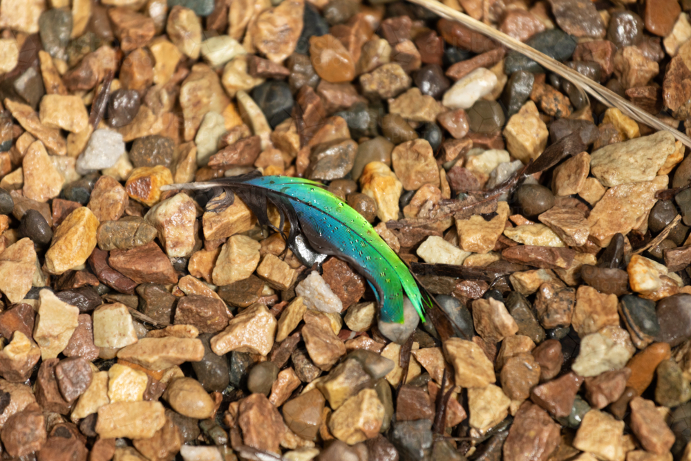 Green and blue feather on brown rocks - Australian Stock Image