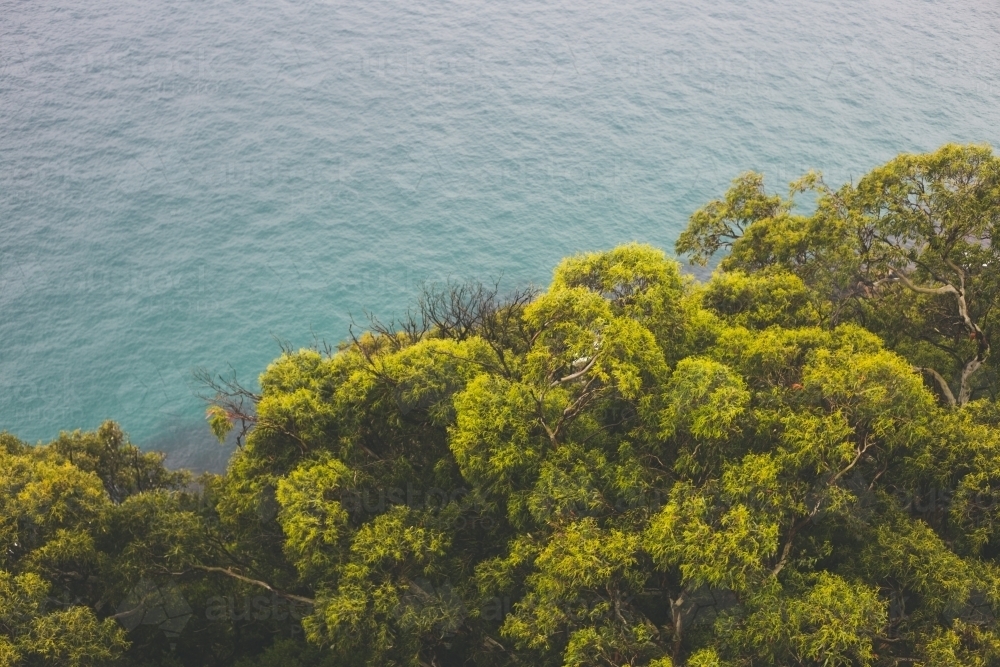 Green and gold canopy of trees with ocean in background - Australian Stock Image