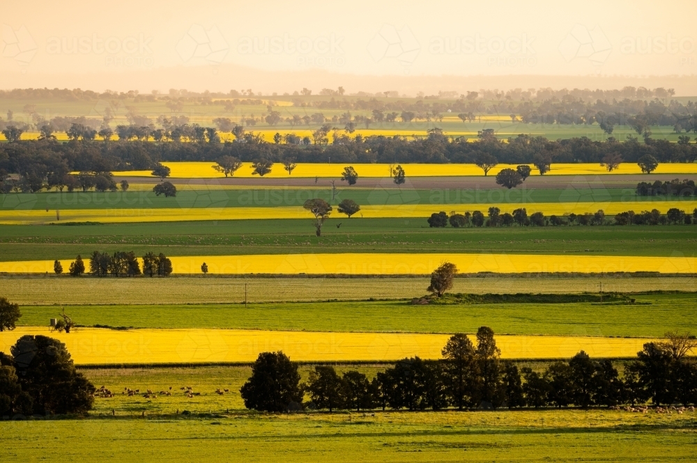 Green and gold striped rural landscape - Australian Stock Image