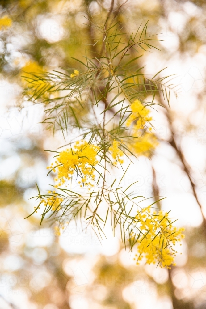 green and gold wattle flowers - Australian Stock Image