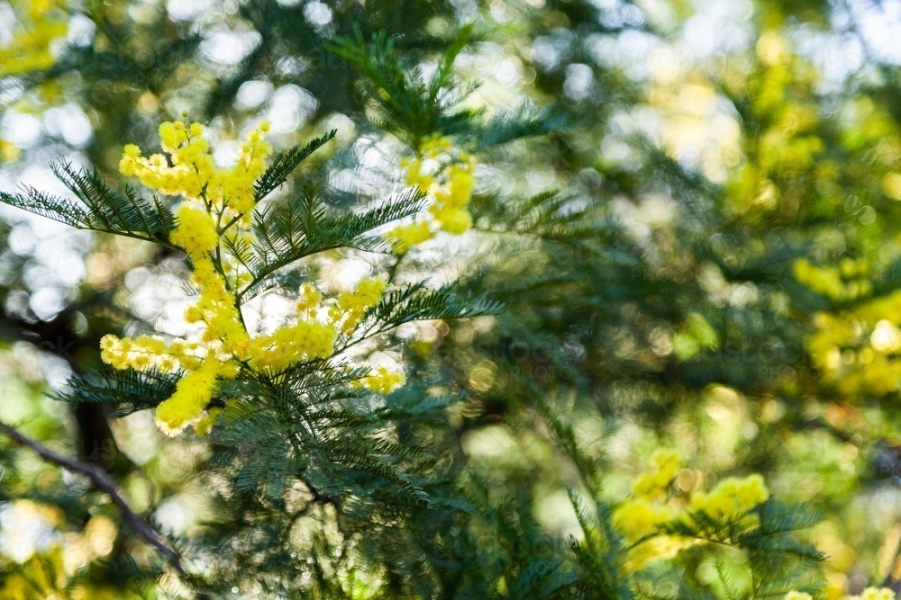 Green and gold wattle flowers in bushland - Australian Stock Image