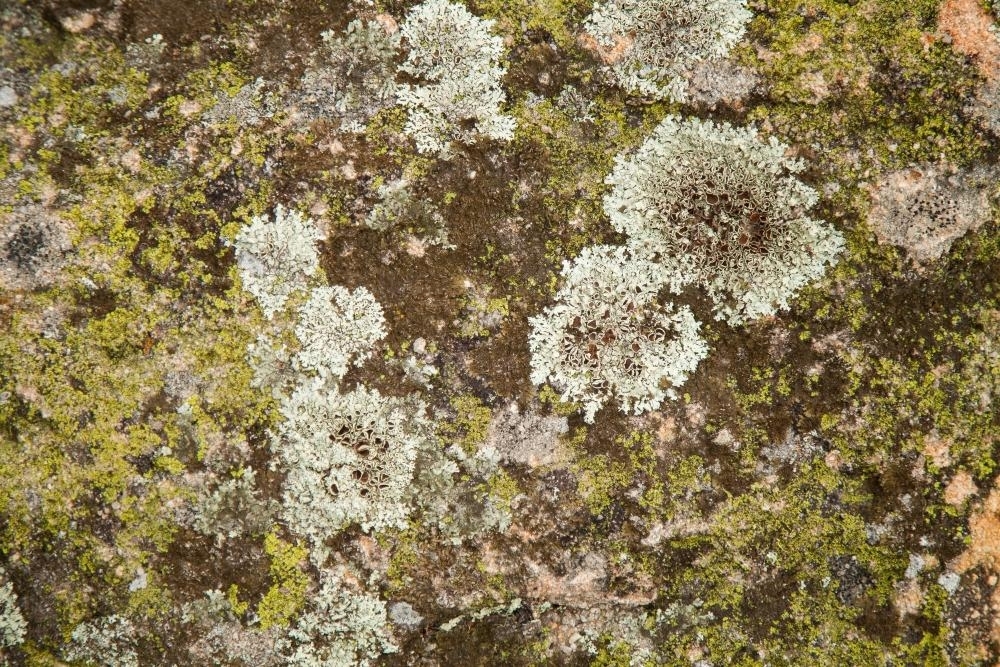 Green and grey lichen growing over a rock - Australian Stock Image