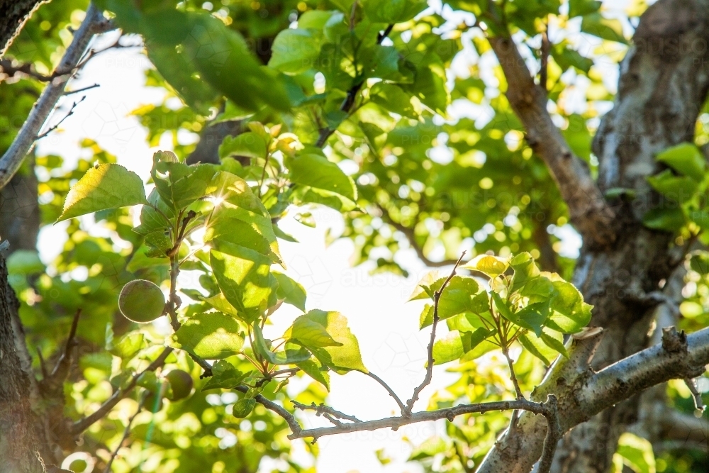 Green apricots on a tree - Australian Stock Image