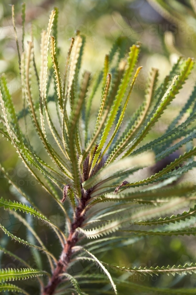 Green banksia leaves - Australian Stock Image