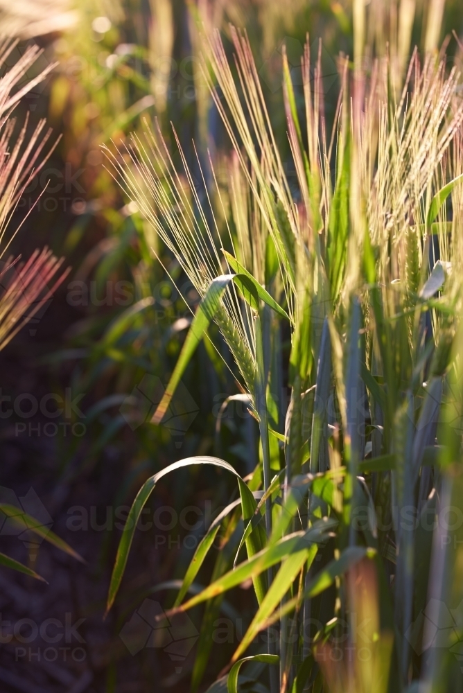 Green barley crop - Australian Stock Image