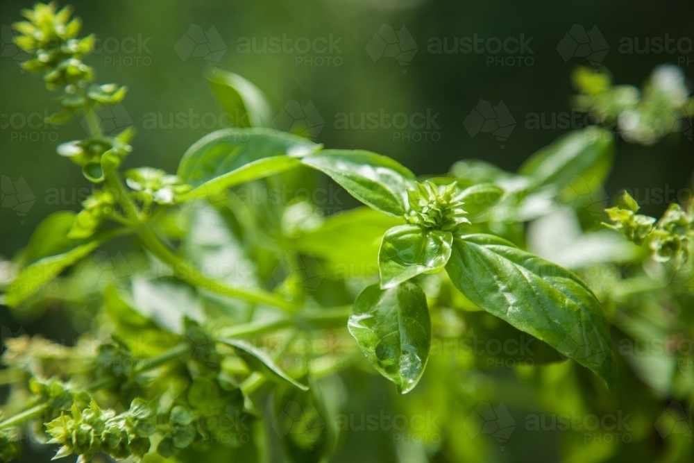 Green basil growing in herb garden - Australian Stock Image