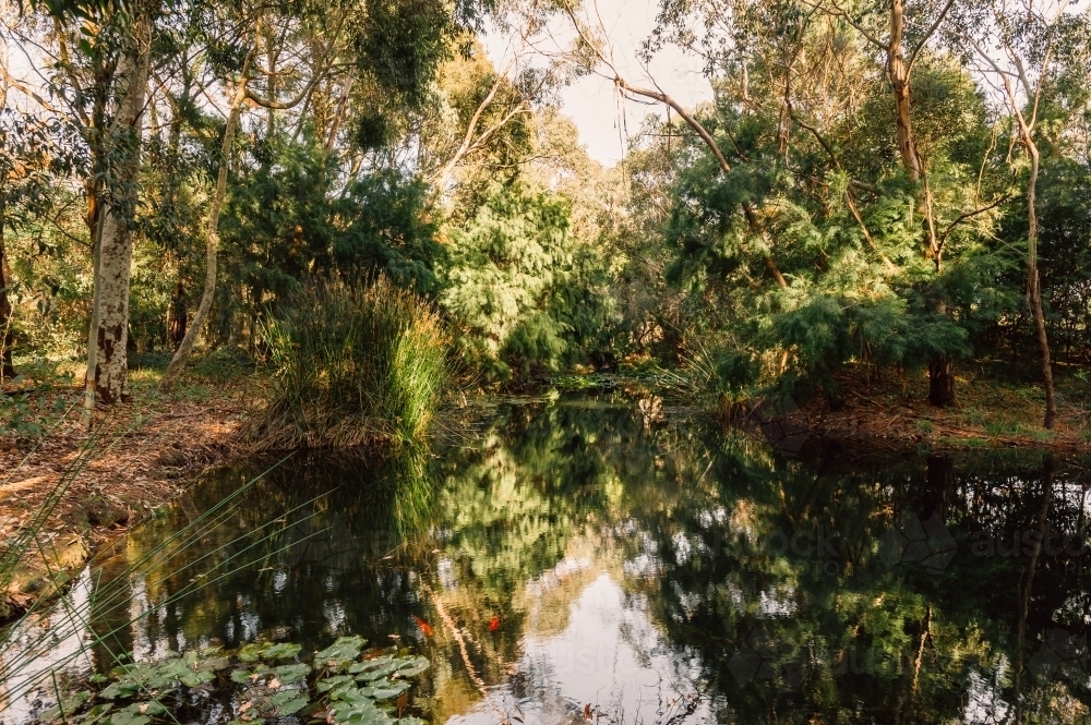 Green bushland around a still pond - Australian Stock Image