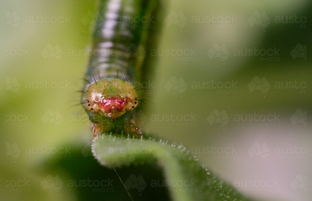 Image of Green Caterpillar crawling on the edge of a leaf - Austockphoto