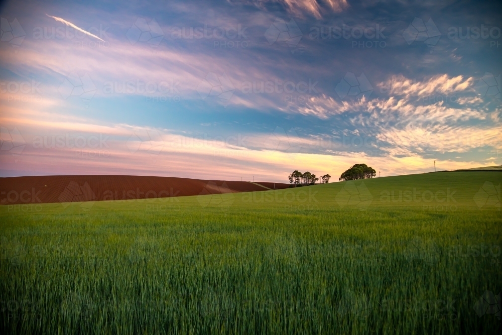 Green cereal crop in foreground leading to cultivated red soil and golden hour blue sky with clouds - Australian Stock Image
