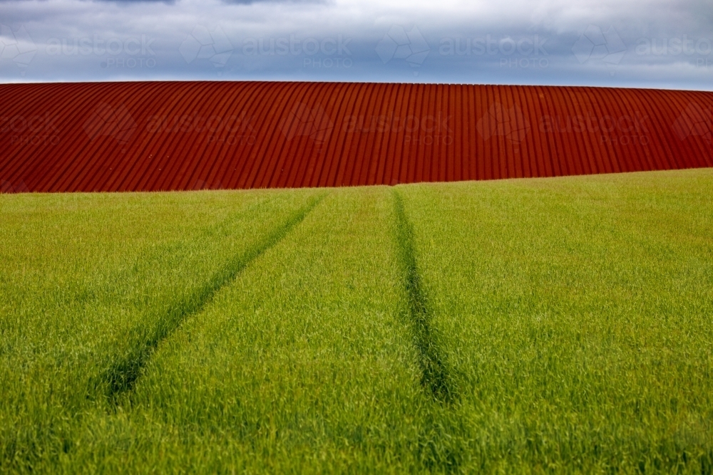 Green cereal crop in foreground with wheel tracks leading to cultivated red soil hill and sky - Australian Stock Image