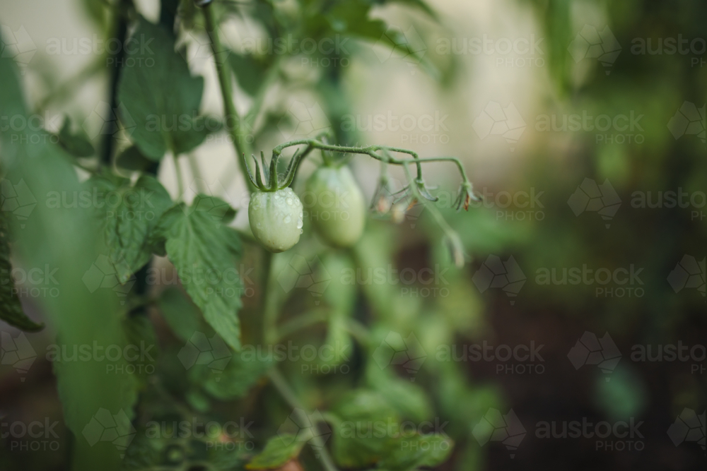 Image of Green cherry tomatoes growing on plant in vegetable garden ...