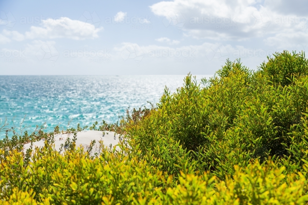 Green coastal plants growing on coastal sand dunes backlit by summer light - Australian Stock Image