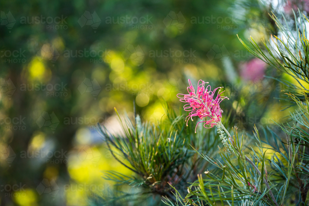 Green copy space beside pink grevillea spider flower plant in australian native garden - Australian Stock Image