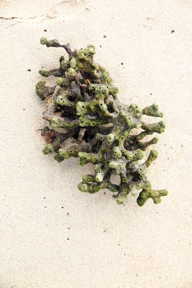 green coral washed up on sandy beach - Australian Stock Image