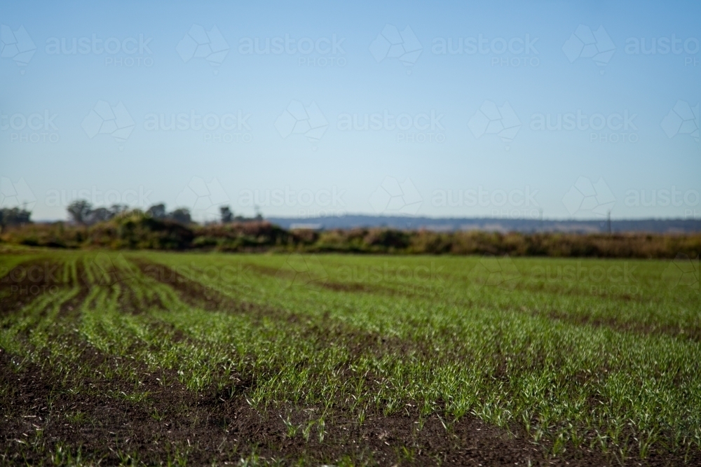 Green crop sprouting up in farm paddock - Australian Stock Image