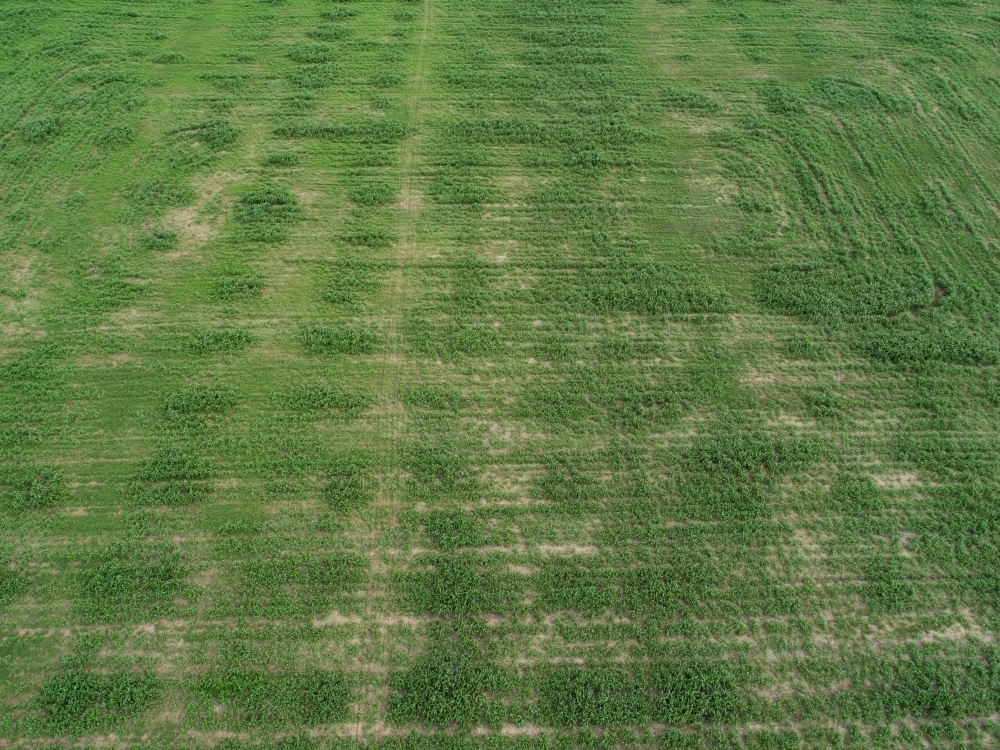 Image of Green crop texture growing in farm paddock - Austockphoto