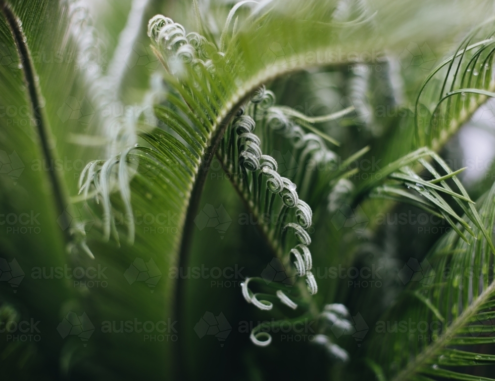 Green Cycad - Australian Stock Image