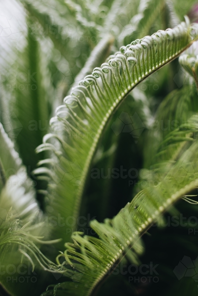 Green Cycad - Australian Stock Image