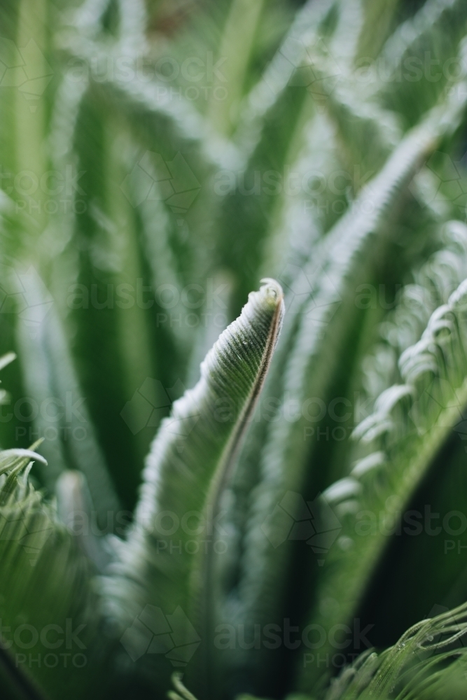 Green Cycad - Australian Stock Image
