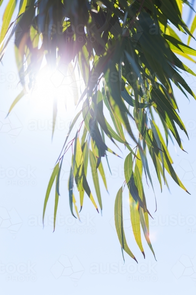 Green eucalyptus leaves hanging down on blue sky with sun flare - Australian Stock Image