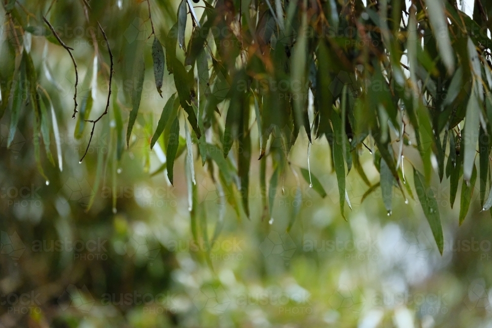 Green Eucalyptus leaves with rain drops - Australian Stock Image