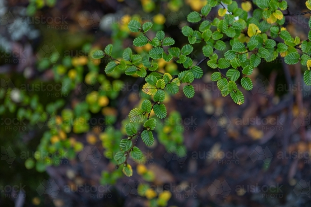 Green Fagus leaves - Australian Stock Image