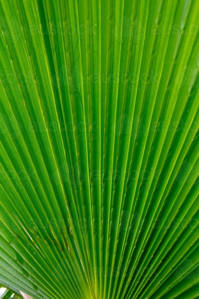 Green fan palm - Australian Stock Image