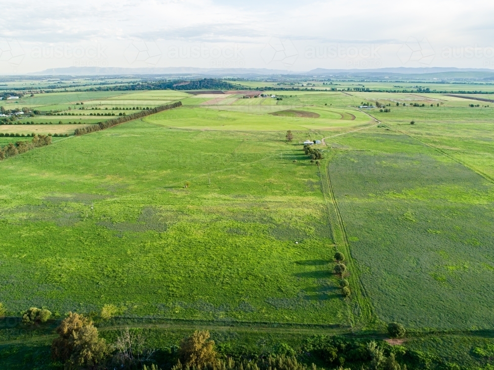 Green farm paddocks of Long Point growing after rain - Australian Stock Image