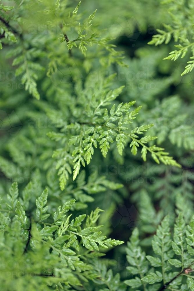 Green fern leaves in lush forest - Australian Stock Image