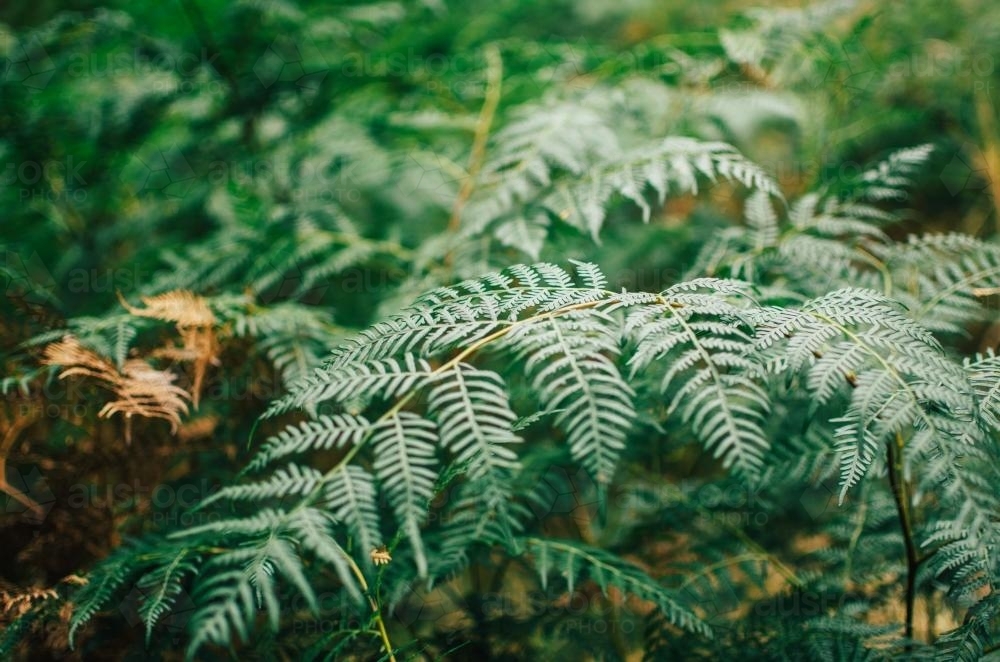 Green ferns in the bush - Australian Stock Image