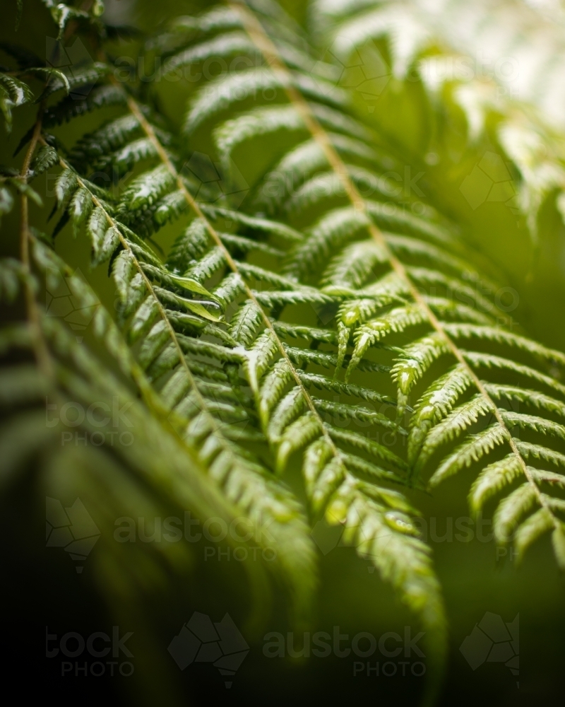 Green Ferns under a sun shower - Australian Stock Image