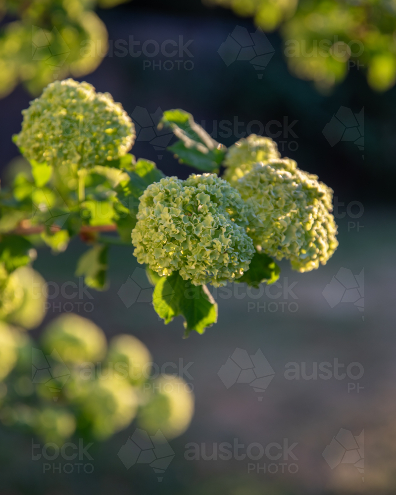 Green flowers in the morning light with a blurred background - Australian Stock Image