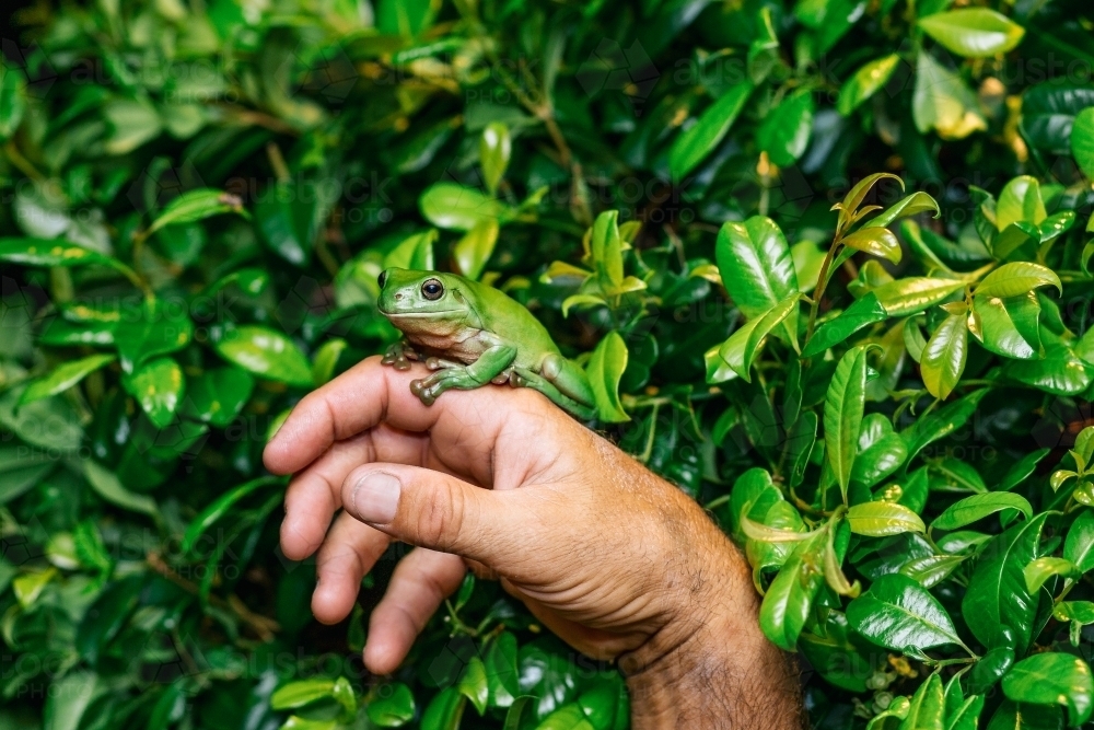 Green frog on a hand - Australian Stock Image