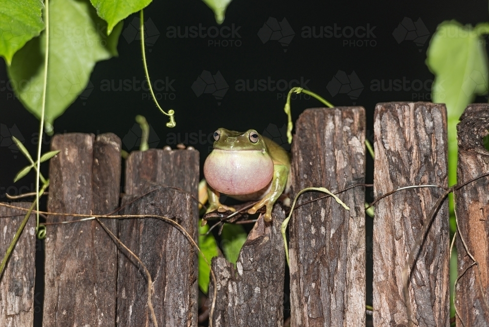 Green frog sitting on a wooden fence - Australian Stock Image