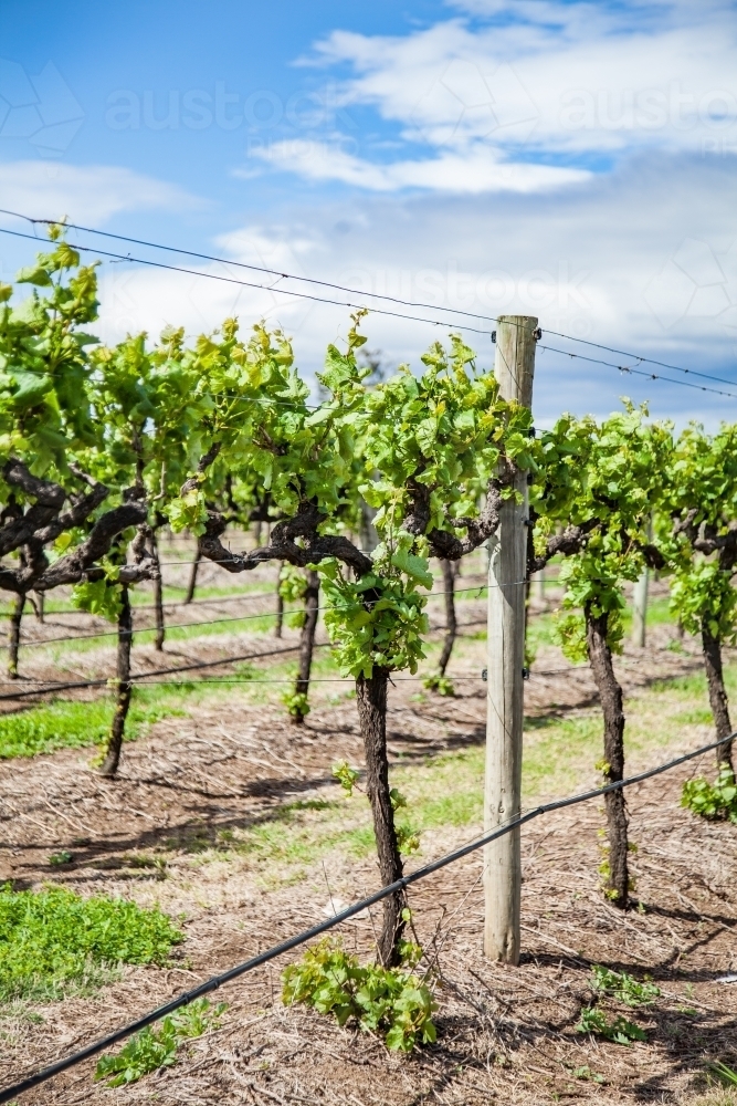 Green grape vines in the spring sunlight - Australian Stock Image