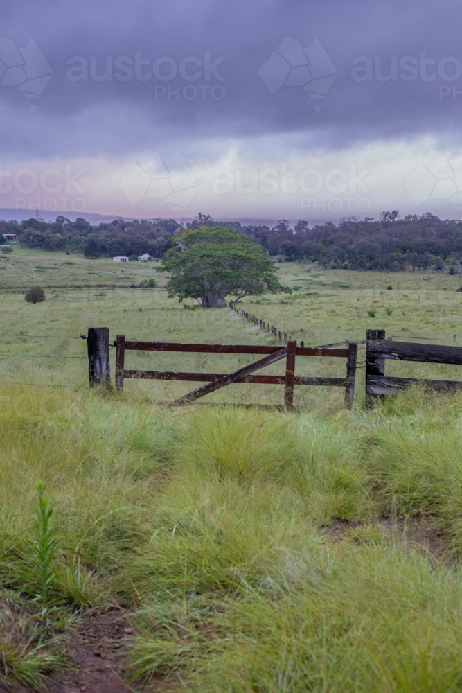 Green grass, a country gate and a lone tree in the background under a moody sky - Australian Stock Image