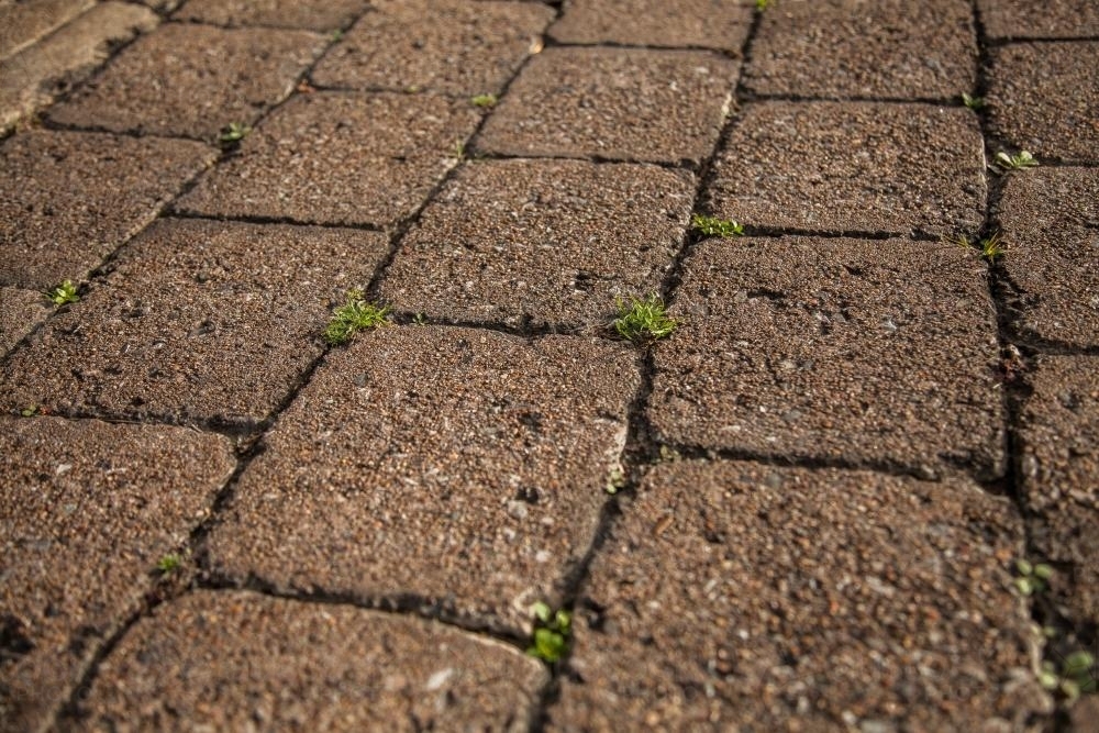 Green grass growing in cracks in driveway pavers - Australian Stock Image