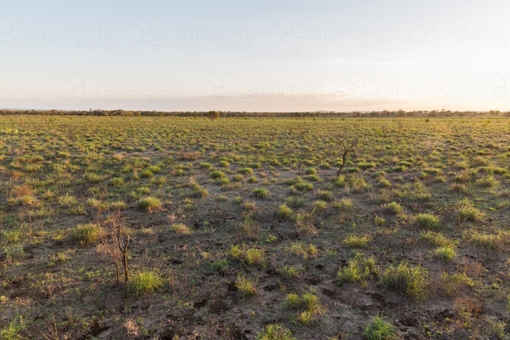 Green grass in paddock - Australian Stock Image