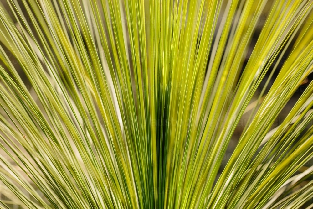Green grass tree glowing in the sunshine - Australian Stock Image