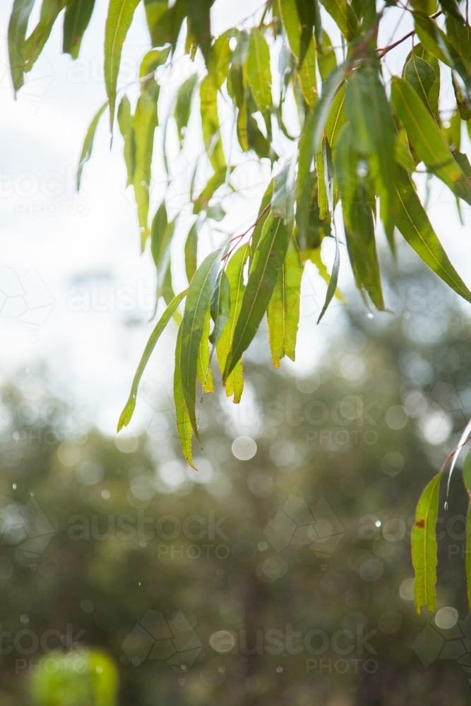 Green gum leaves hanging from tree in rain - Australian Stock Image