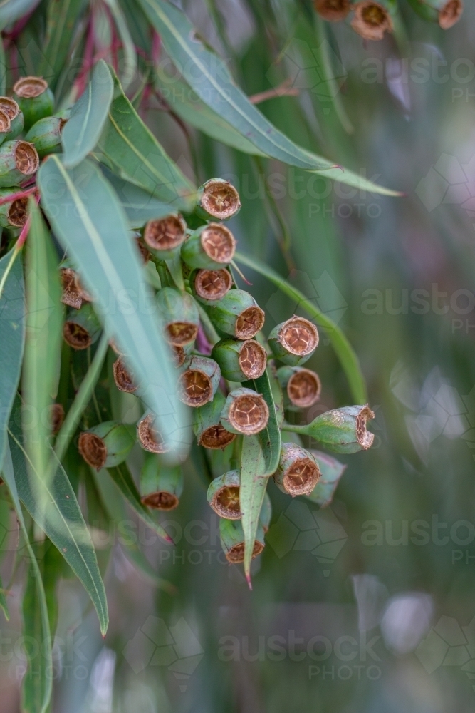 Green gum nuts - Australian Stock Image