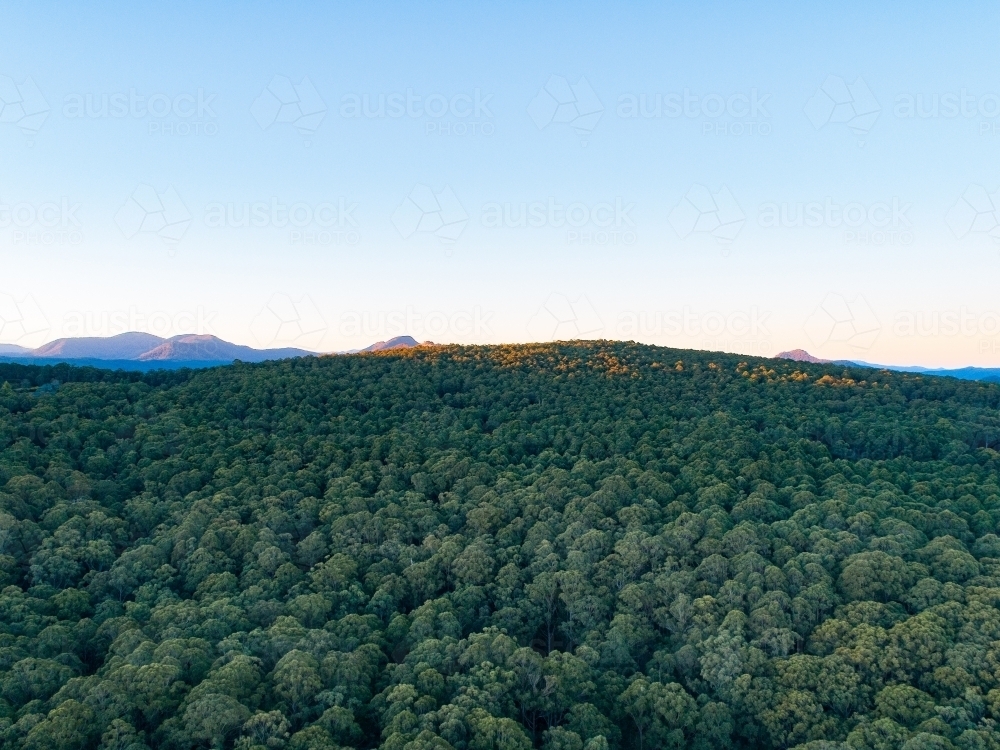 Green gum tree treetops from the air - Australian Stock Image