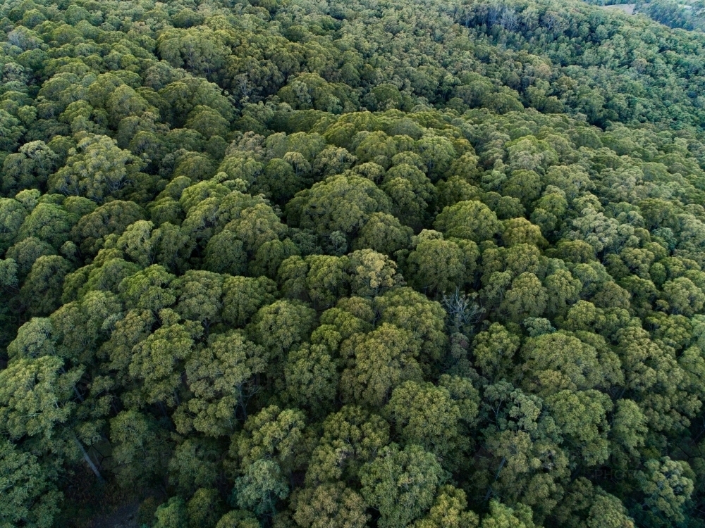 Green gum tree treetops from the air - Australian Stock Image