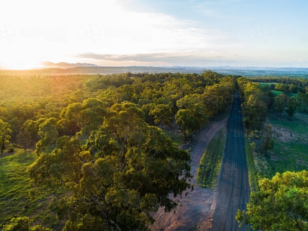 Green gum trees lining rural country road in afternoon light with farm paddock beside - Australian Stock Image