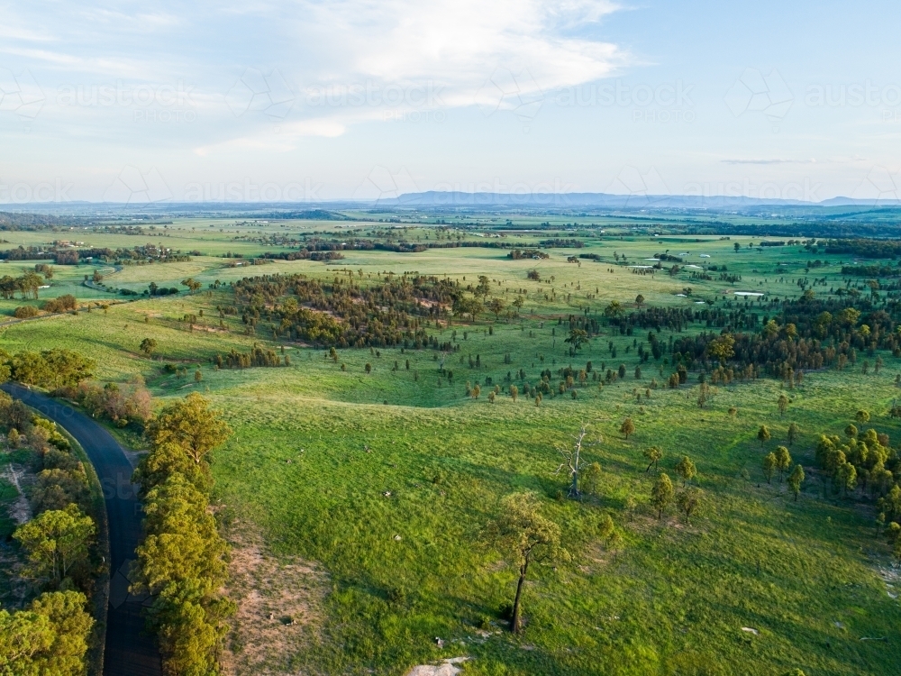 Green gum trees lining rural country road in afternoon light with farm paddock beside - Australian Stock Image