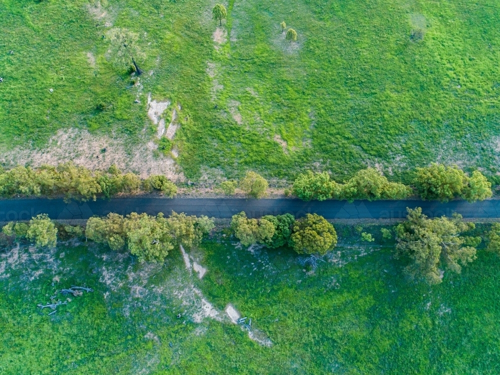 Green gum trees lining rural country road in afternoon light with farm paddock beside - Australian Stock Image